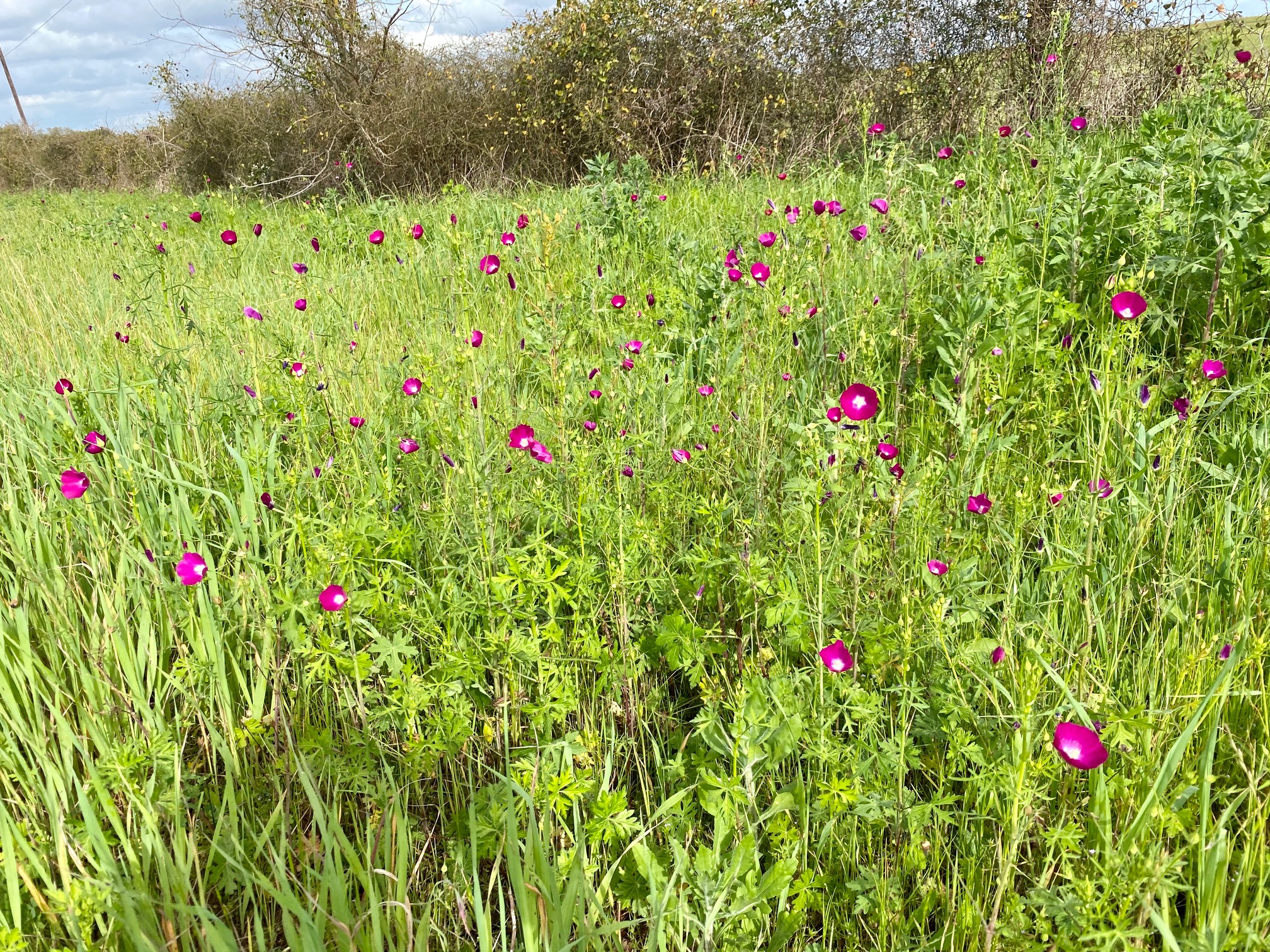 Wildflowers along Highway 77 from Yoakum to Hallettsville