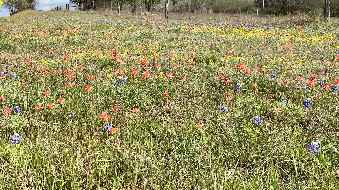 Wildflowers along Highway 90 A from Gonzales to Shiner