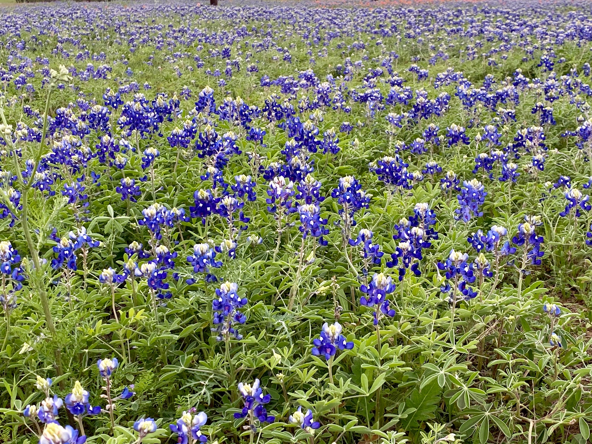 Wildflowers along Highway 90 A from Gonzales to Seguin
