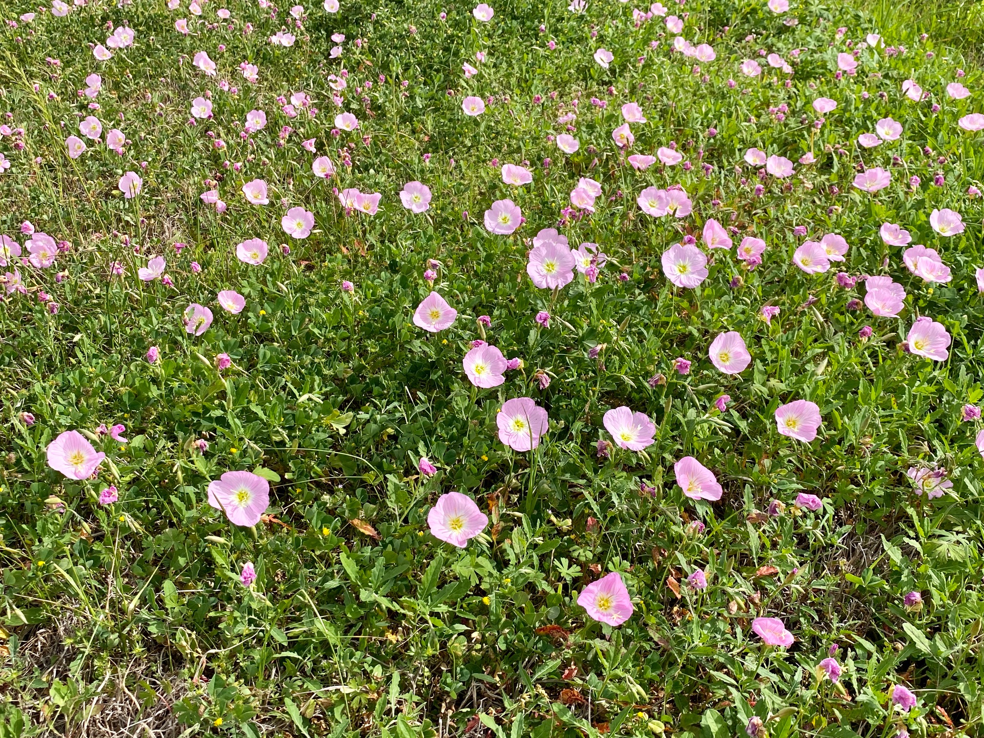 Wildflowers along Highway 95 from Shiner to Yoakum