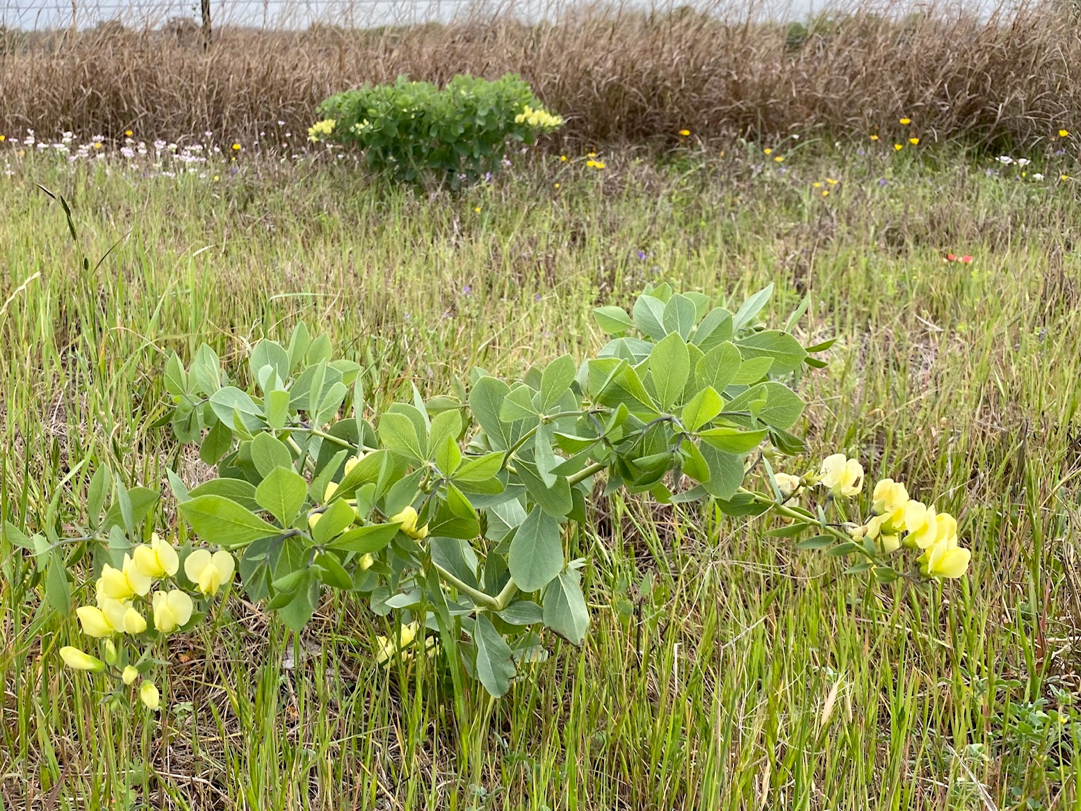 Wildflowers along Highway 185 from Cuero to Gonzales