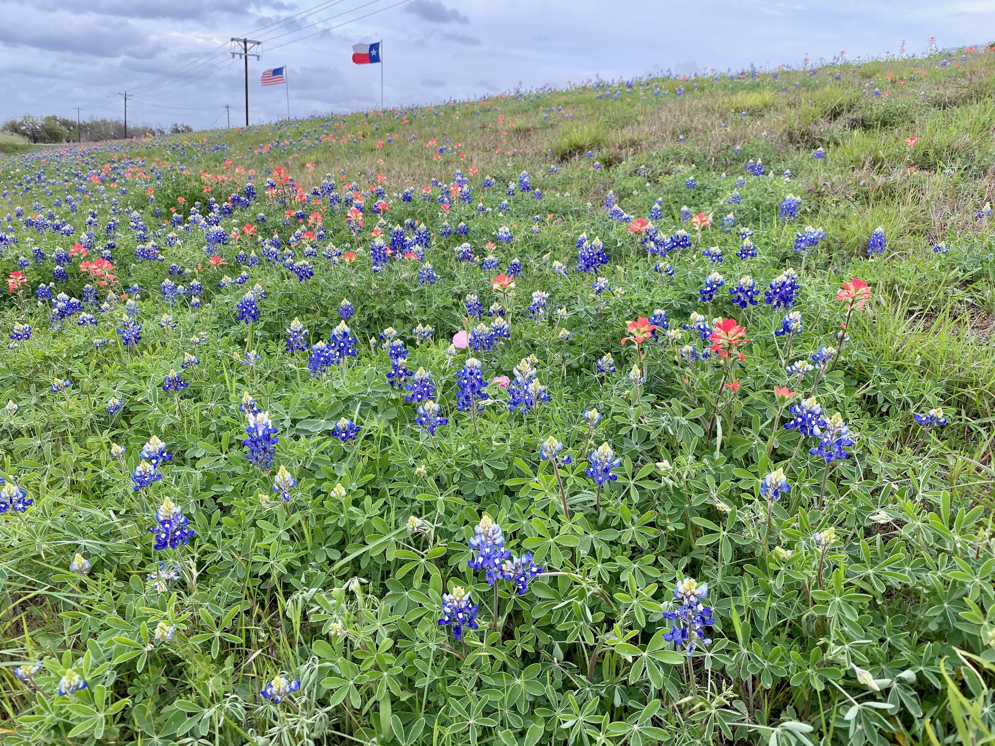 Wildflowers along Highway 77 from Yoakum to Cuero