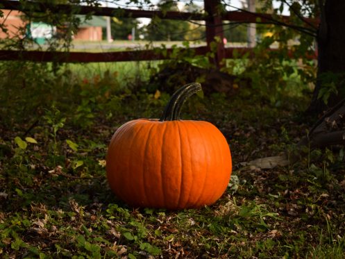 GVEC Halloween in Cuero, TX