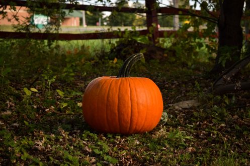 GVEC Halloween in Cuero, TX