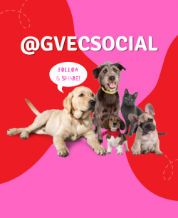 Animal Shelter Promo