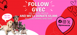 Animal Shelter Promo