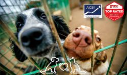 GVEC Pet Electrical Safety in Cuero, TX