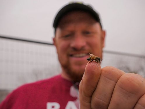 Image of Charlie Agar with a single bee held on left thumb tip held up before the camera, Charlie Bee Company