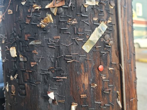 staples, tacks and nails left over from remnants of posting signs and flyers on an electrical pole, posing danger to lineworkers